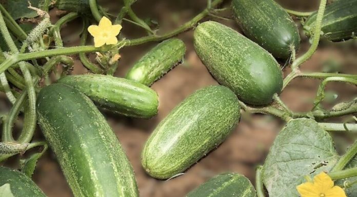 Cucumber Water Benefits and Risks: What Experts Really Say Cucumber Water Benefits and Risks: What Experts Really Say - featured image