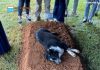 Heartbreaking Moment: Dog Lies by Fresh Grave — The Reason Will Make You Cry Heartbreaking Moment: Dog Lies by Fresh Grave — The Reason Will Make You Cry - featured image