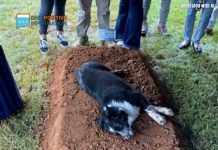 Heartbreaking Moment: Dog Lies by Fresh Grave — The Reason Will Make You Cry Heartbreaking Moment: Dog Lies by Fresh Grave — The Reason Will Make You Cry - featured image