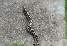 I Spotted Something in the Yard This Morning – What I Found Was Unexpected I Spotted Something in the Yard This Morning – What I Found Was Unexpected - featured image