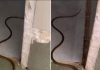 When a Snake Enters Your Home: What It When a Snake Enters Your Home: What It - featured image
