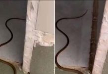 When a Snake Enters Your Home: What It When a Snake Enters Your Home: What It - featured image