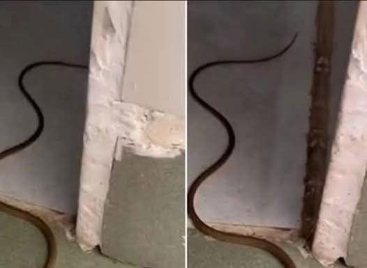When a Snake Enters Your Home: What It When a Snake Enters Your Home: What It - featured image