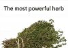 THE MOST POTENT HERB THAT DESTROYS PARASITES, URINARY TRACT THE MOST POTENT HERB THAT DESTROYS PARASITES, URINARY TRACT - Truepres - featured image