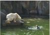 32-year-old woman attacked by a polar bear after she jumps into their enclosure at the Berlin zoo 32-year-old woman attacked by a polar bear after she jumps into their enclosure at the Berlin zoo - featured image