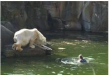 32-year-old woman attacked by a polar bear after she jumps into their enclosure at the Berlin zoo 32-year-old woman attacked by a polar bear after she jumps into their enclosure at the Berlin zoo - featured image