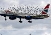 The Mind Blowing Reason This Terrified Pilot Burst Into Tears After An Emergency Landing Saved His Passengers From A Swarm Of Thousands Of Angry Birds – The Mind Blowing Reason This Terrified Pilot Burst Into Tears After An Emergency Landing Saved His Passengers From A Swarm Of Thousands Of Angry Birds – - featured image