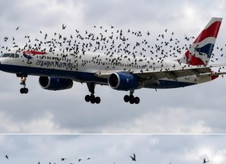 The Mind Blowing Reason This Terrified Pilot Burst Into Tears After An Emergency Landing Saved His Passengers From A Swarm Of Thousands Of Angry Birds – The Mind Blowing Reason This Terrified Pilot Burst Into Tears After An Emergency Landing Saved His Passengers From A Swarm Of Thousands Of Angry Birds – - featured image