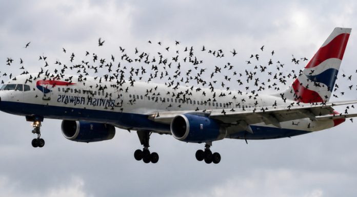 The Mind Blowing Reason This Terrified Pilot Burst Into Tears After An Emergency Landing Saved His Passengers From A Swarm Of Thousands Of Angry Birds – The Mind Blowing Reason This Terrified Pilot Burst Into Tears After An Emergency Landing Saved His Passengers From A Swarm Of Thousands Of Angry Birds – - featured image