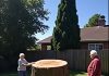 After coming back from our trip, we noticed something strange—one of our ancient trees was gone, and the truth behind it shocked us… After coming back from our trip, we noticed something strange—one of our ancient trees was gone, and the truth behind it shocked us… - featured image