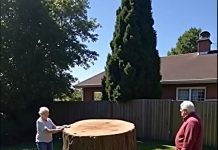 After coming back from our trip, we noticed something strange—one of our ancient trees was gone, and the truth behind it shocked us… After coming back from our trip, we noticed something strange—one of our ancient trees was gone, and the truth behind it shocked us… - featured image