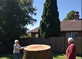 After coming back from our trip, we noticed something strange—one of our ancient trees was gone, and the truth behind it shocked us… After coming back from our trip, we noticed something strange—one of our ancient trees was gone, and the truth behind it shocked us… - featured image