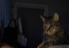 A Cat Kept Waking Its Owner Every Night—Then a Visit to the Veterinarian Explained Everything A Cat Kept Waking Its Owner Every Night—Then a Visit to the Veterinarian Explained Everything - featured image