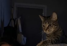 A Cat Kept Waking Its Owner Every Night—Then a Visit to the Veterinarian Explained Everything A Cat Kept Waking Its Owner Every Night—Then a Visit to the Veterinarian Explained Everything - featured image