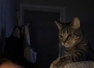 A Cat Kept Waking Its Owner Every Night—Then a Visit to the Veterinarian Explained Everything A Cat Kept Waking Its Owner Every Night—Then a Visit to the Veterinarian Explained Everything - featured image