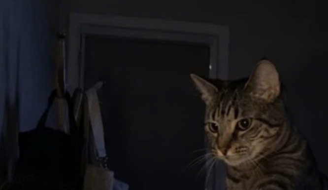 A Cat Kept Waking Its Owner Every Night—Then a Visit to the Veterinarian Explained Everything A Cat Kept Waking Its Owner Every Night—Then a Visit to the Veterinarian Explained Everything - featured image
