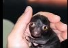 He Brought Home a Strange Forest Creature—A Year Later, He Couldn’t Believe What It Became He Brought Home a Strange Forest Creature—A Year Later, He Couldn’t Believe What It Became - featured image
