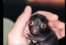 He Brought Home a Strange Forest Creature—A Year Later, He Couldn’t Believe What It Became He Brought Home a Strange Forest Creature—A Year Later, He Couldn’t Believe What It Became - featured image