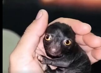 He Brought Home a Strange Forest Creature—A Year Later, He Couldn’t Believe What It Became He Brought Home a Strange Forest Creature—A Year Later, He Couldn’t Believe What It Became - featured image
