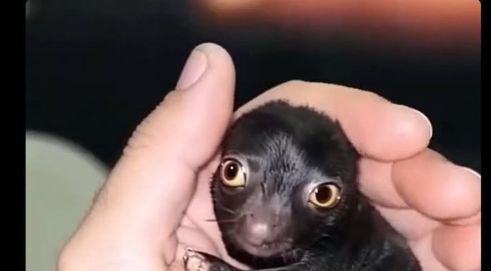 He Brought Home a Strange Forest Creature—A Year Later, He Couldn’t Believe What It Became He Brought Home a Strange Forest Creature—A Year Later, He Couldn’t Believe What It Became - featured image