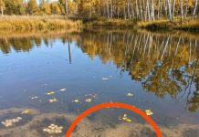 A Mysterious Object by the Lake Led to an Unexpected Discovery A Mysterious Object by the Lake Led to an Unexpected Discovery - featured image