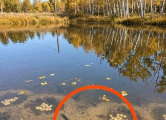 A Mysterious Object by the Lake Led to an Unexpected Discovery A Mysterious Object by the Lake Led to an Unexpected Discovery - featured image