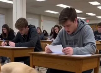 Everyone Blamed My Pregnant Service Dog During Our Final Exam—Until She Led a Professor to a Hidden Discovery Everyone Blamed My Pregnant Service Dog During Our Final Exam—Until She Led a Professor to a Hidden Discovery - featured image