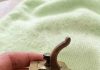 I Found a Strange Antique at a Flea Market—Its Real Purpose Surprised Me I Found a Strange Antique at a Flea Market—Its Real Purpose Surprised Me - featured image