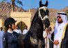 “I paid 10 million dollars for this horse, but it refuses to obey me and constantly attacks me. If you can tame it, I will marry you,” “I paid 10 million dollars for this horse, but it refuses to obey me and constantly attacks me. If you can tame it, I will marry you,” - featured image