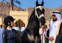 “I paid 10 million dollars for this horse, but it refuses to obey me and constantly attacks me. If you can tame it, I will marry you,” “I paid 10 million dollars for this horse, but it refuses to obey me and constantly attacks me. If you can tame it, I will marry you,” - featured image
