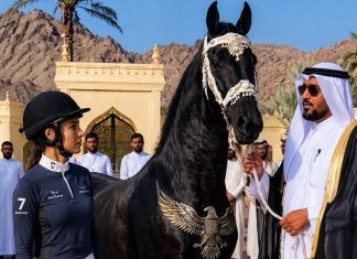 “I paid 10 million dollars for this horse, but it refuses to obey me and constantly attacks me. If you can tame it, I will marry you,” “I paid 10 million dollars for this horse, but it refuses to obey me and constantly attacks me. If you can tame it, I will marry you,” - featured image
